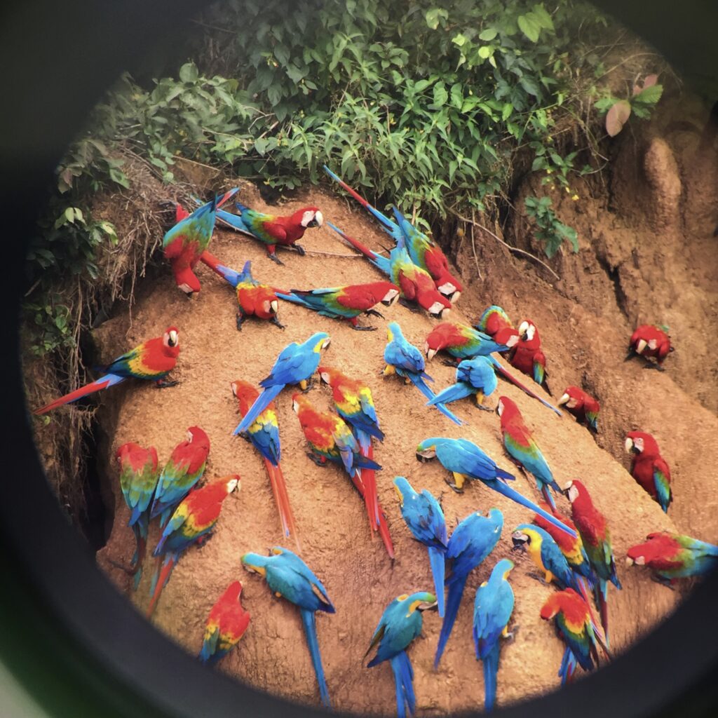 Amazon Accoustics: the Arrival of the Macaws